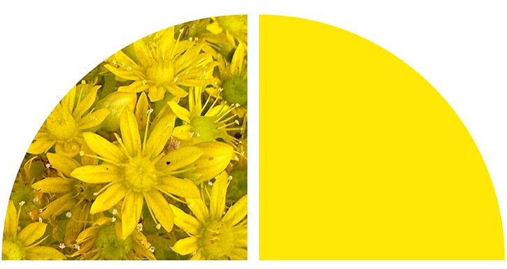 Yellow flowers. Yellow flowers.