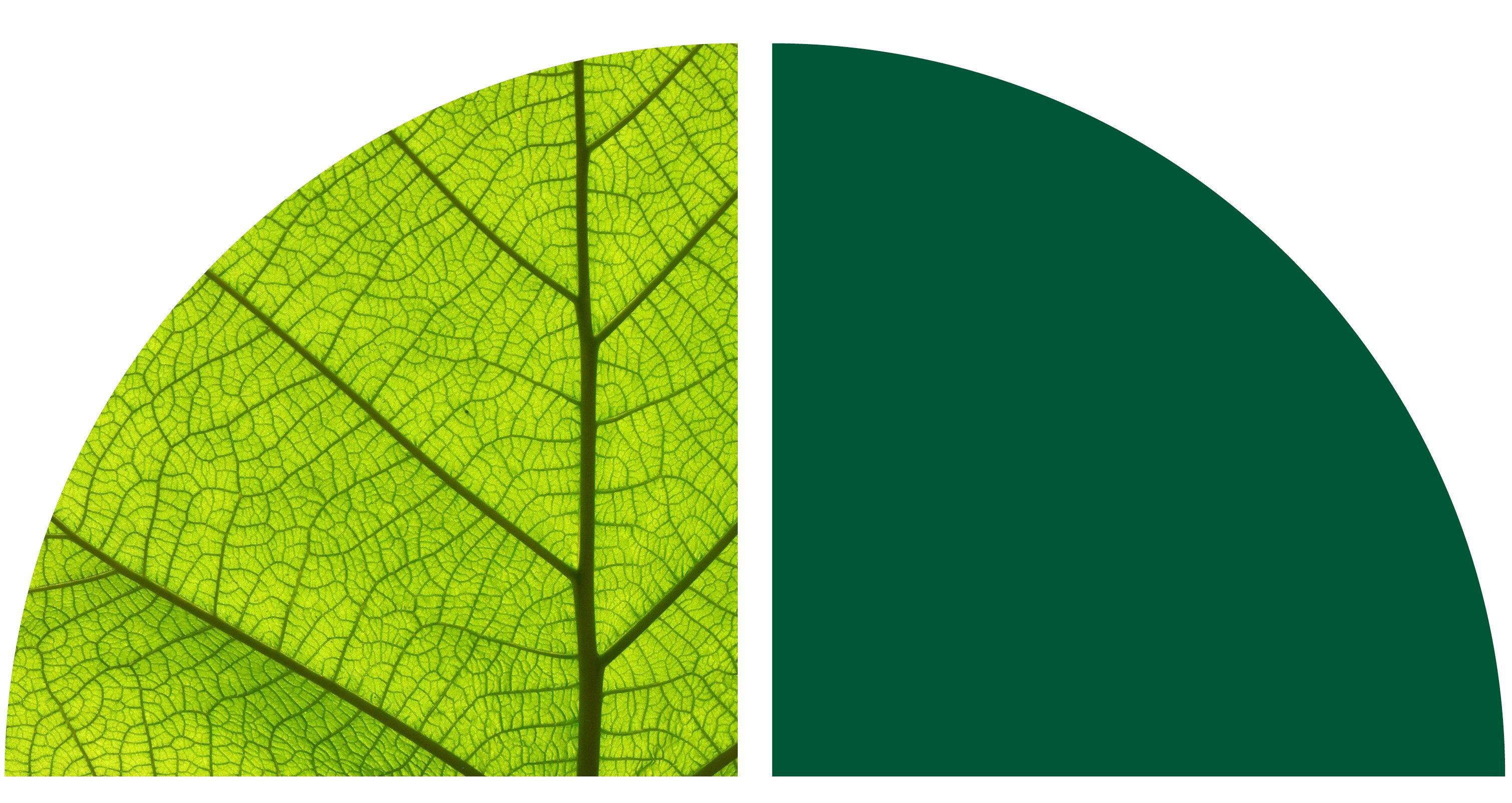 A green leaf.
