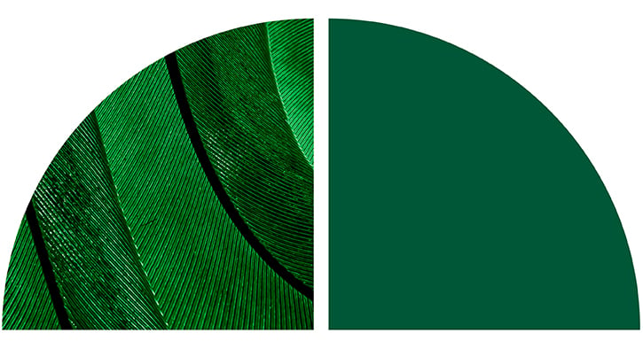 Abstract green leaf texture beside a solid dark green curved shape.