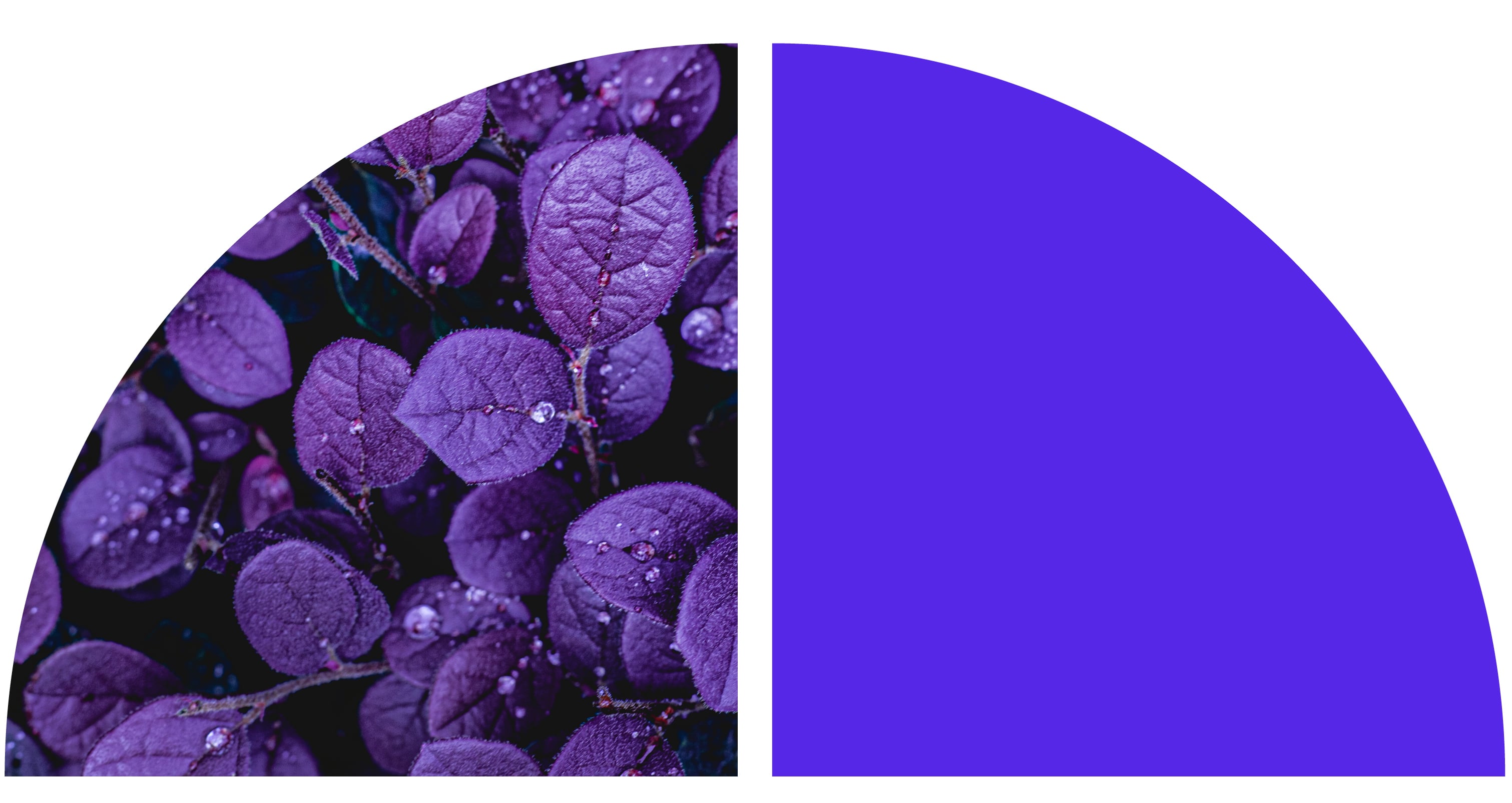 Close-up of vibrant purple leaves covered with small water droplets.
