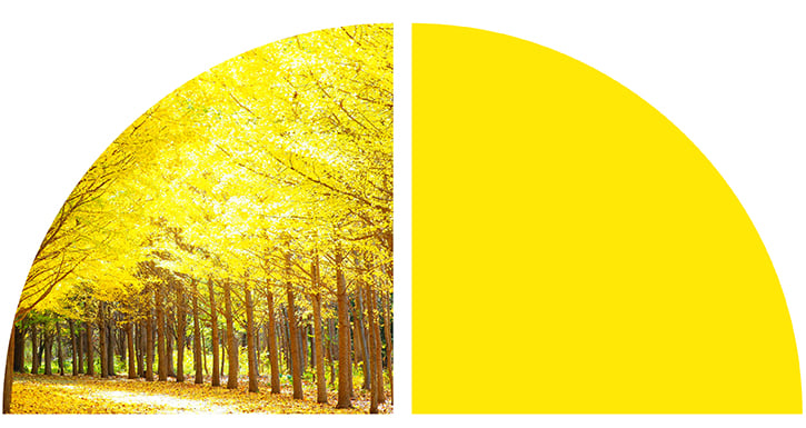 A vibrant autumn scene with rows of trees covered in bright yellow foliage, sunlight filtering through branches, and fallen leaves on the ground. A vibrant autumn scene with rows of trees covered in bright yellow foliage, sunlight filtering through branches, and fallen leaves on the ground.