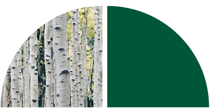 A forest of birch trees up close to the bark.