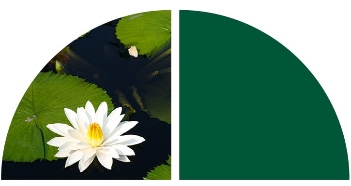 Close-up of a lily pad in water with a white blooming flower.
