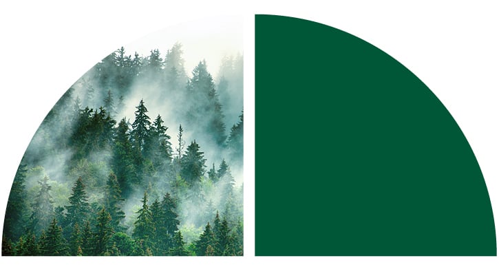 A fog sits atop a forest of evergreen trees.