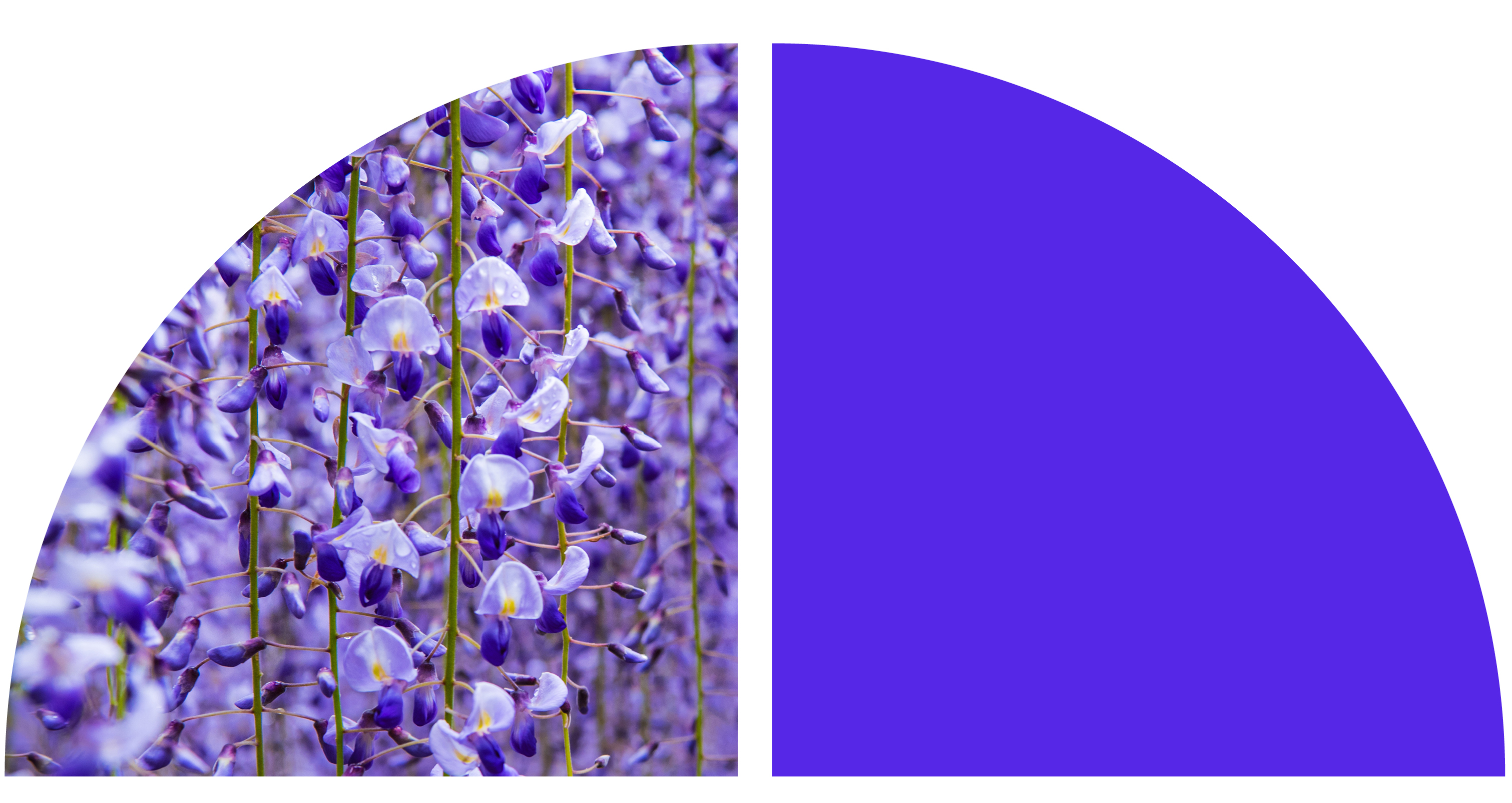 A close-up image of violets. A close-up image of violets.