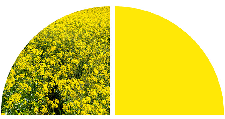 Yellow flowers. Yellow flowers.