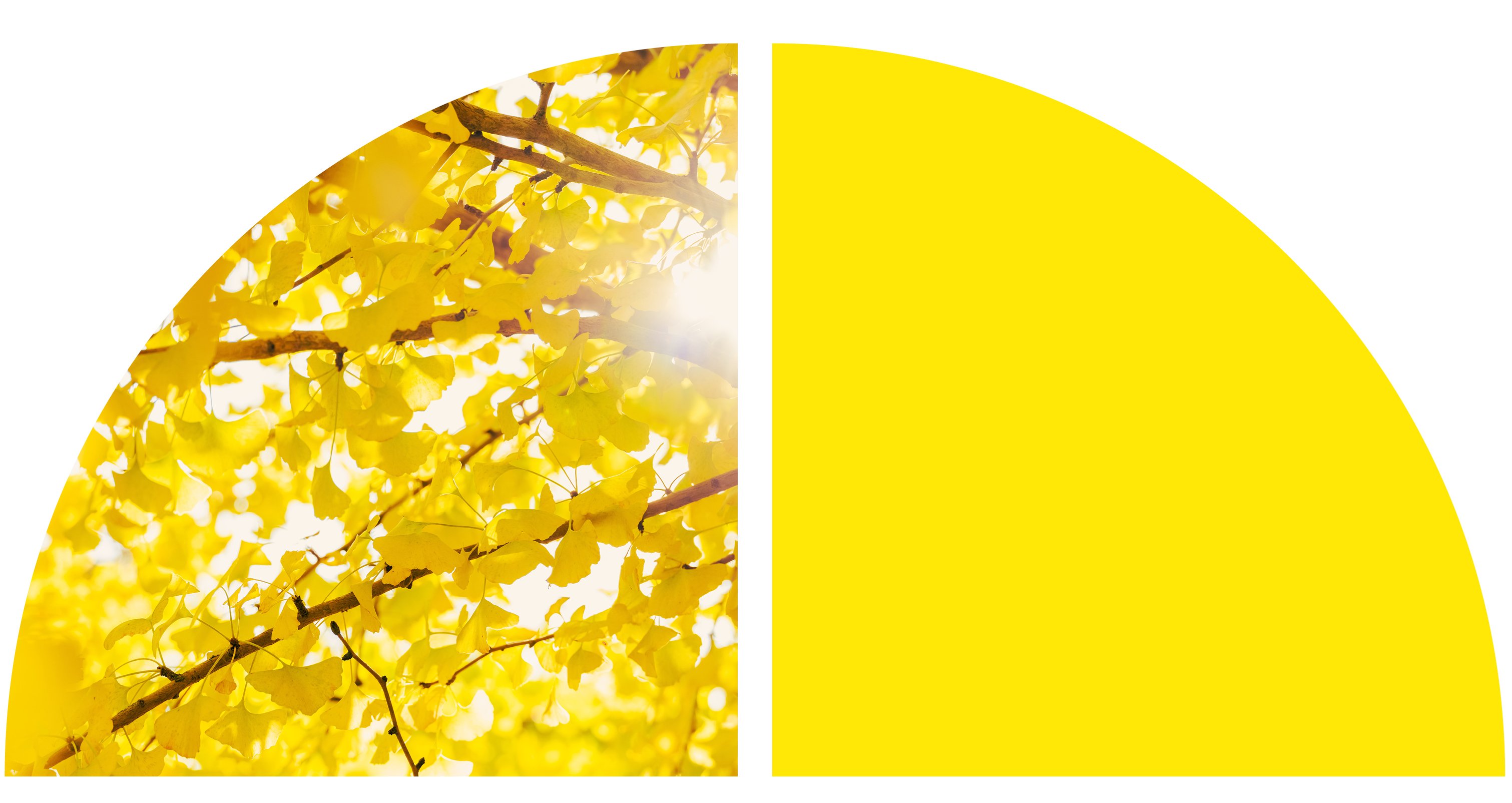 Yellow leaves. Yellow leaves.