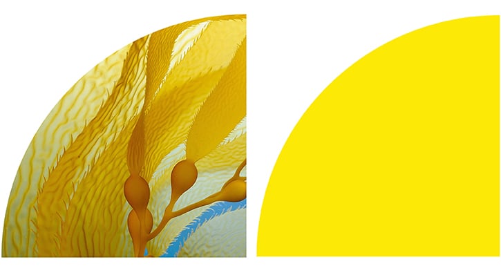 Yellow kelp swaying under water. Yellow kelp swaying under water.