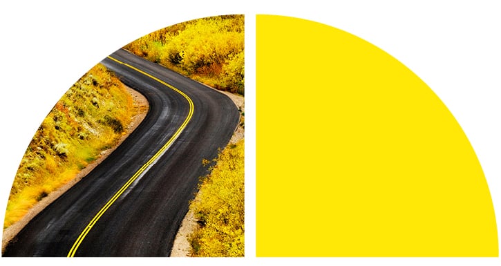 Vibrant yellow brush grows alongside a winding roadway.